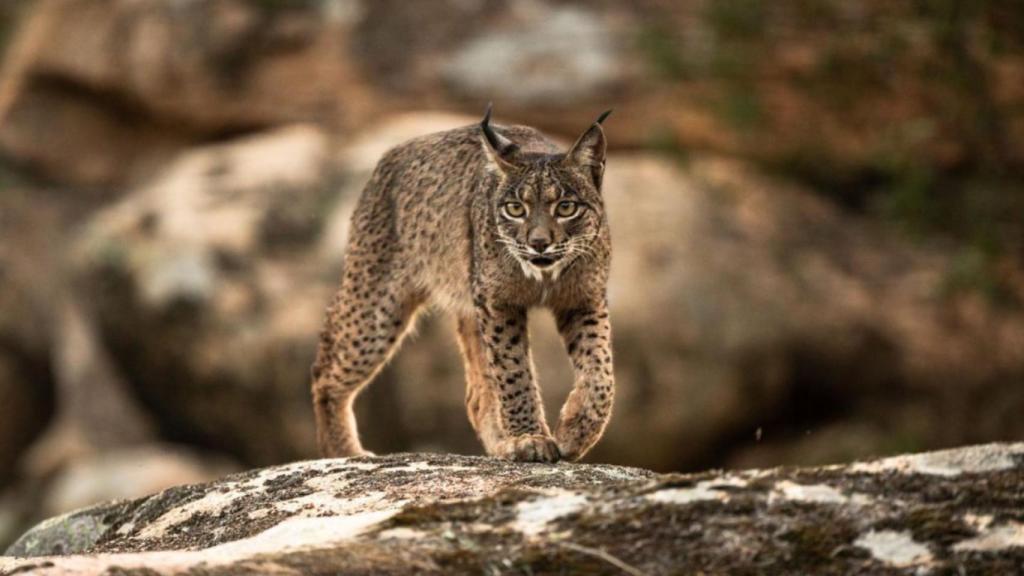 El pueblo español para recorrer a pie: conserva una de las poblaciones de linces ibéricos más importantes del mundo