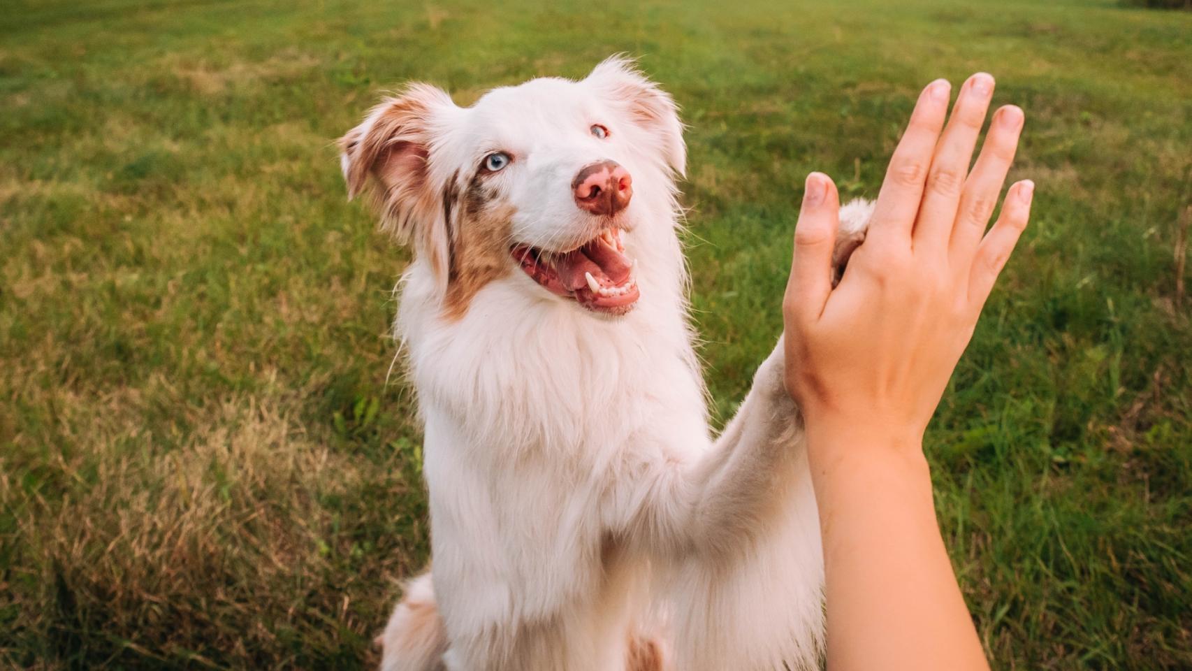 Un perro y su dueña