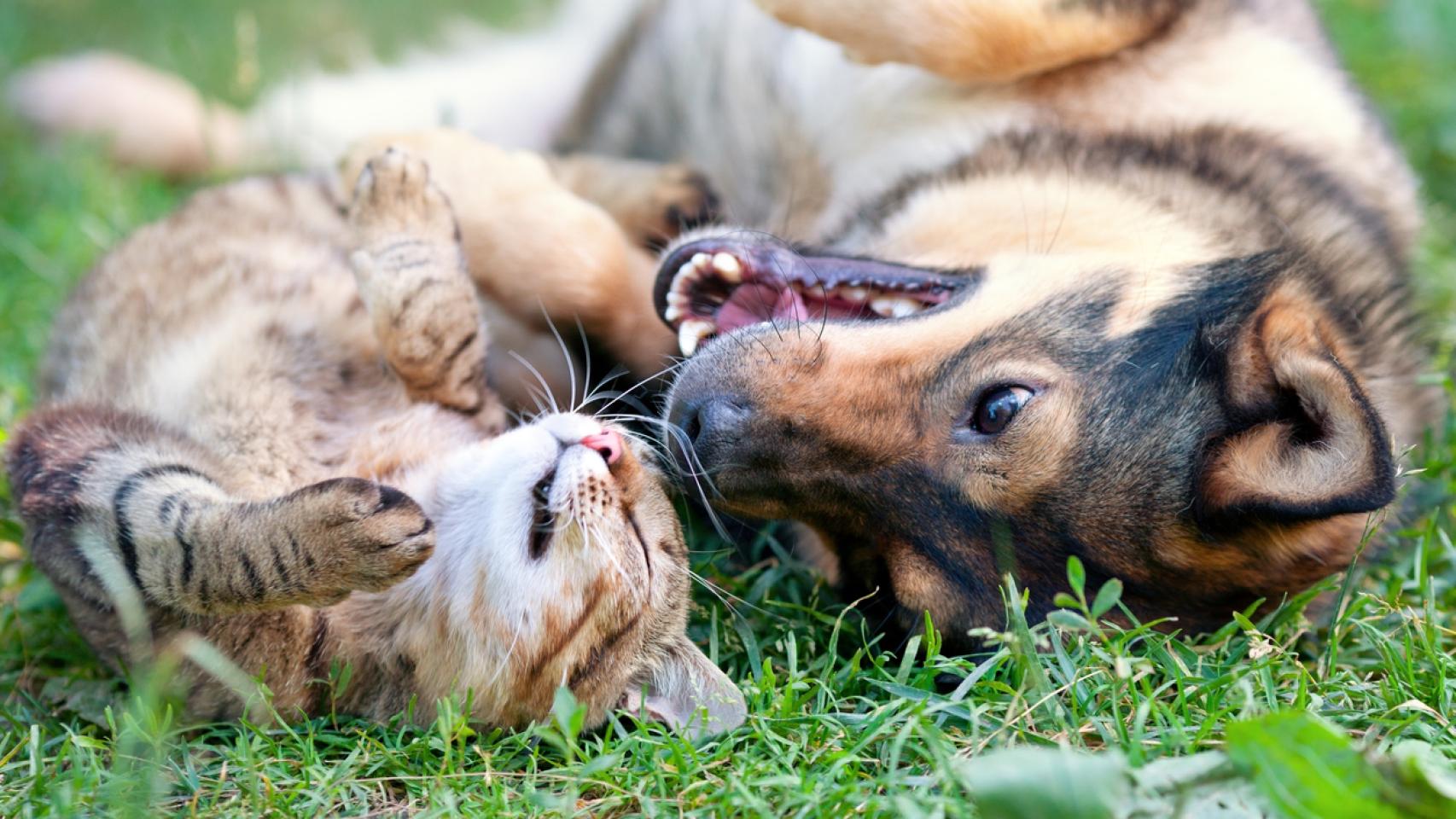 Un perro y un gato. 