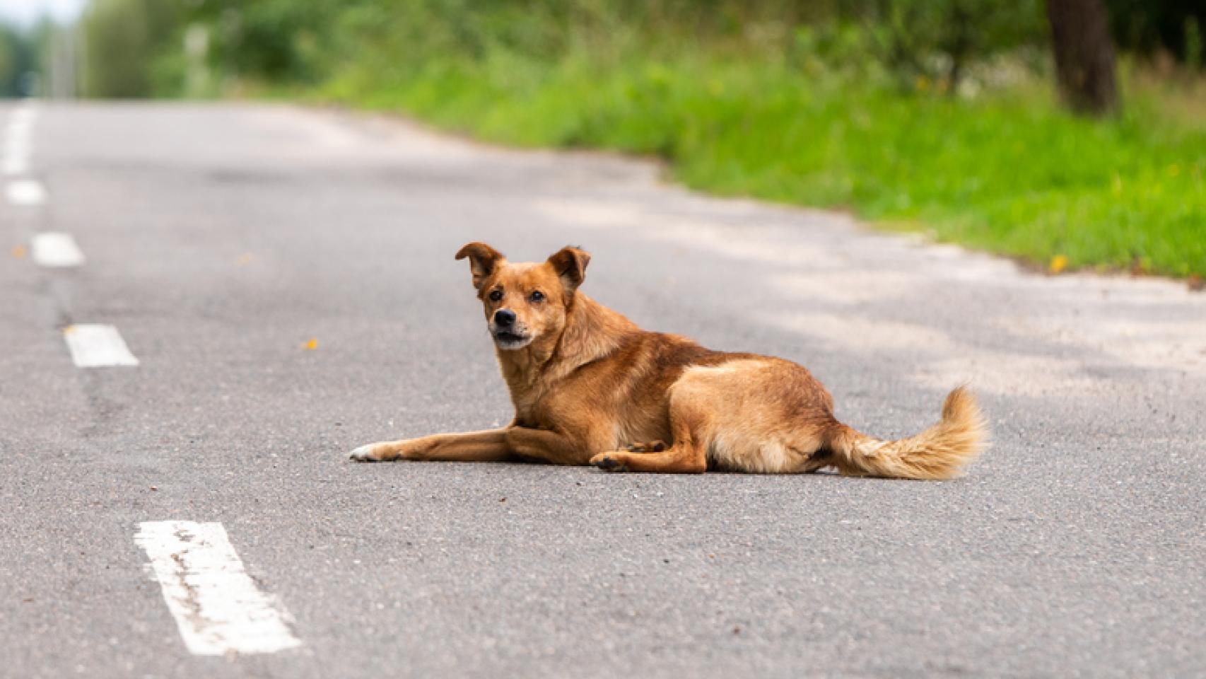 Un perro en la calle.