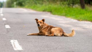 Un perro en la calle.