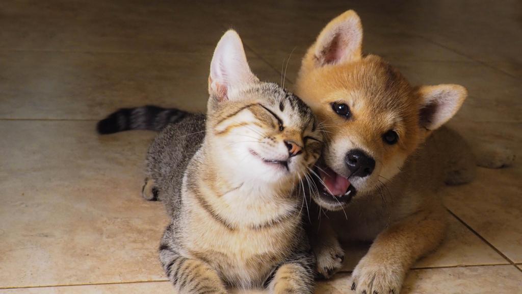 Imagen de archivo de un gato y un perro.