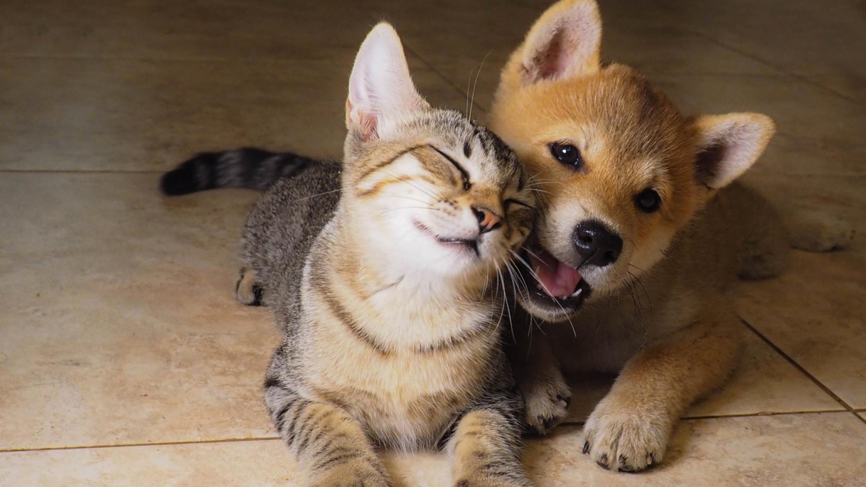 Imagen de archivo de un gato y un perro.