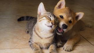 Imagen de archivo de un gato y un perro.