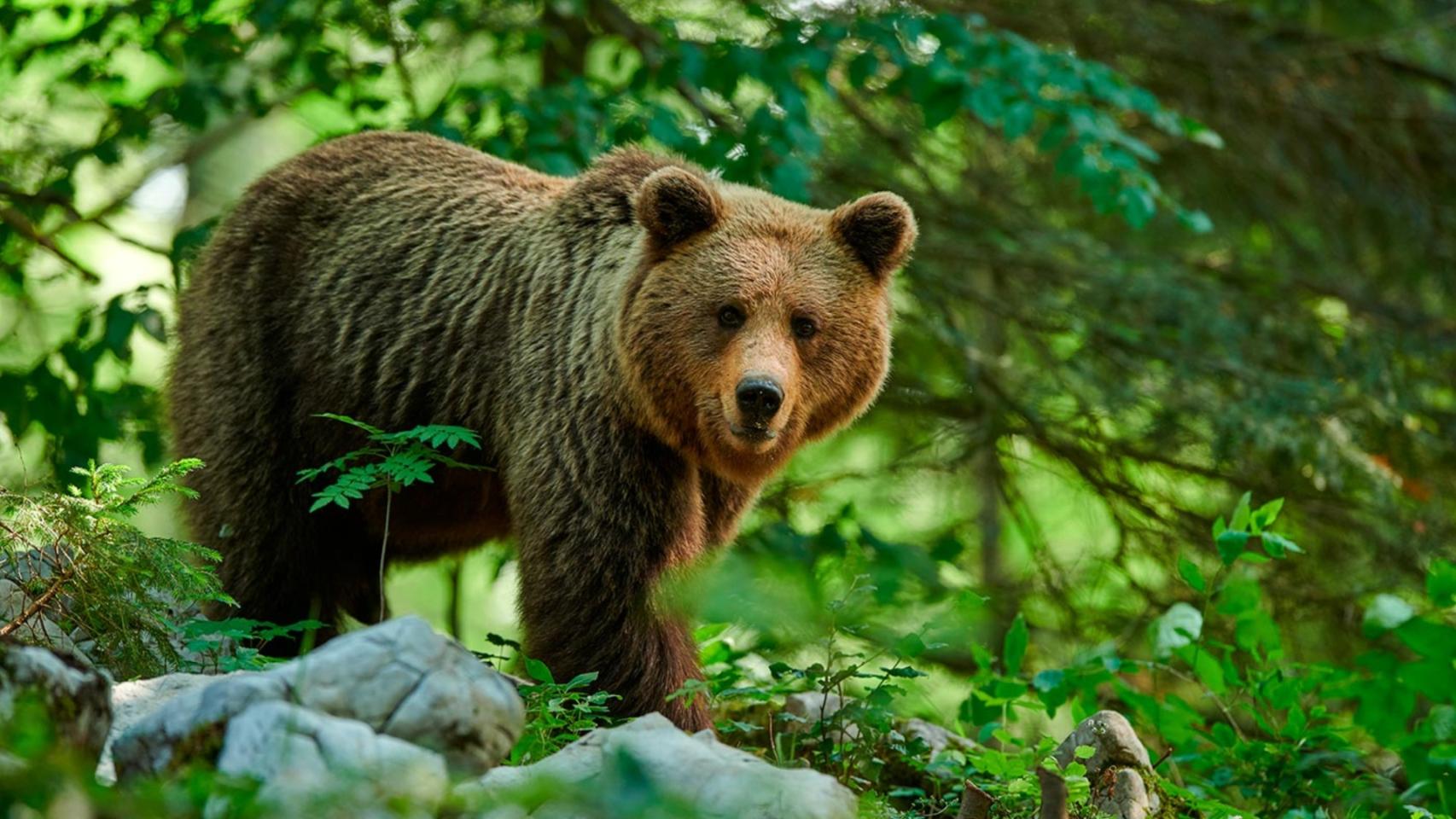 El gran oso pardo en libertad.