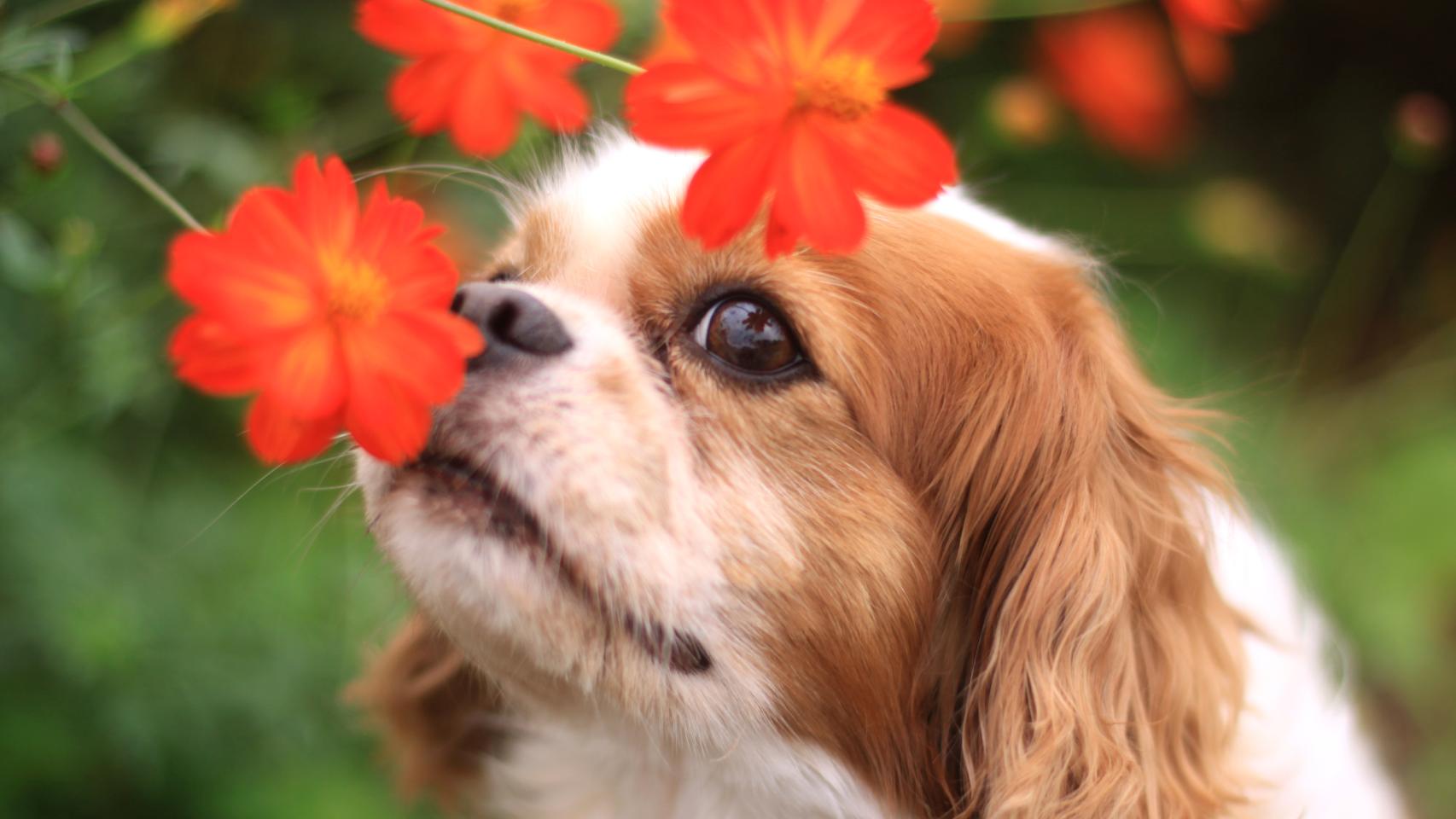 Un perro oliendo flores rojas. 