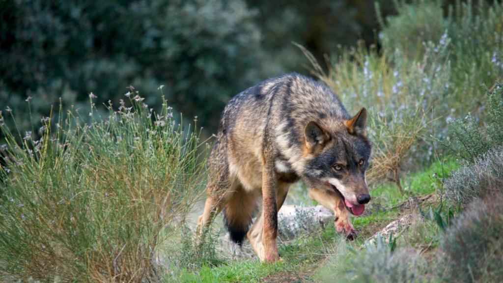 Villardeciervos es el lugar idóneo para ver lobos ibéricos en libertad.