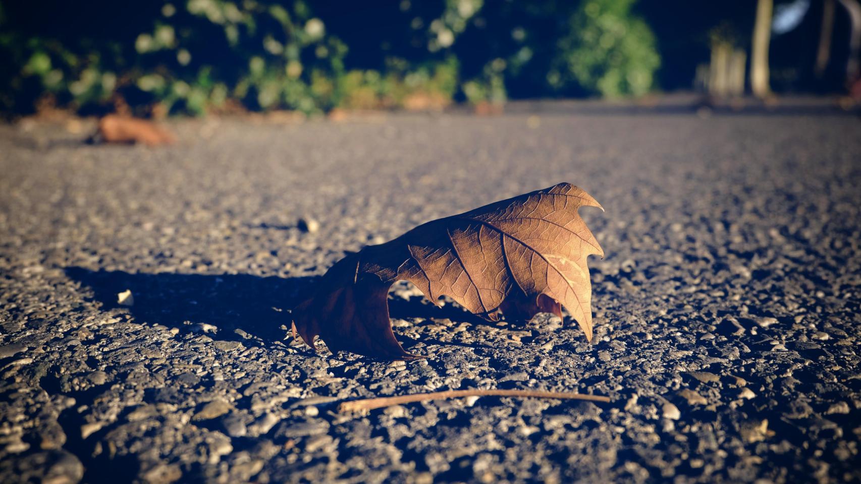 Imagen de una hoja caída durante el otoño.