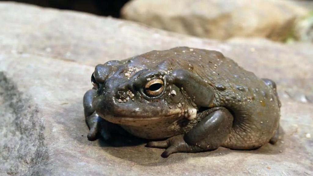 Una imagen de archivo de un sapo bufo.