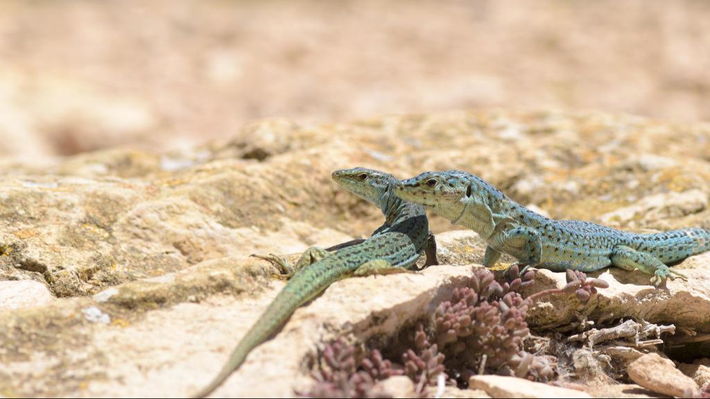 La lagartija de Pitiusas en Ibiza.