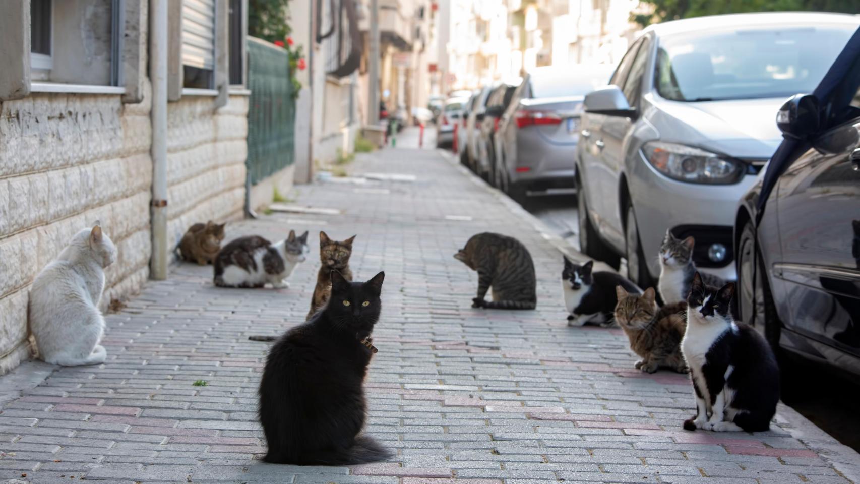 Varios gatos en la calle