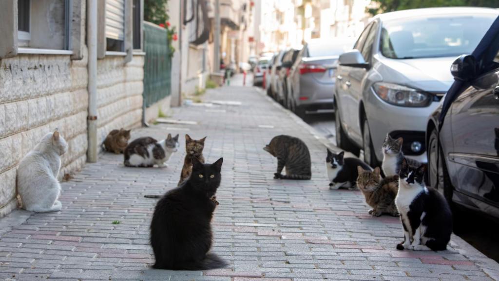Varios gatos en la calle
