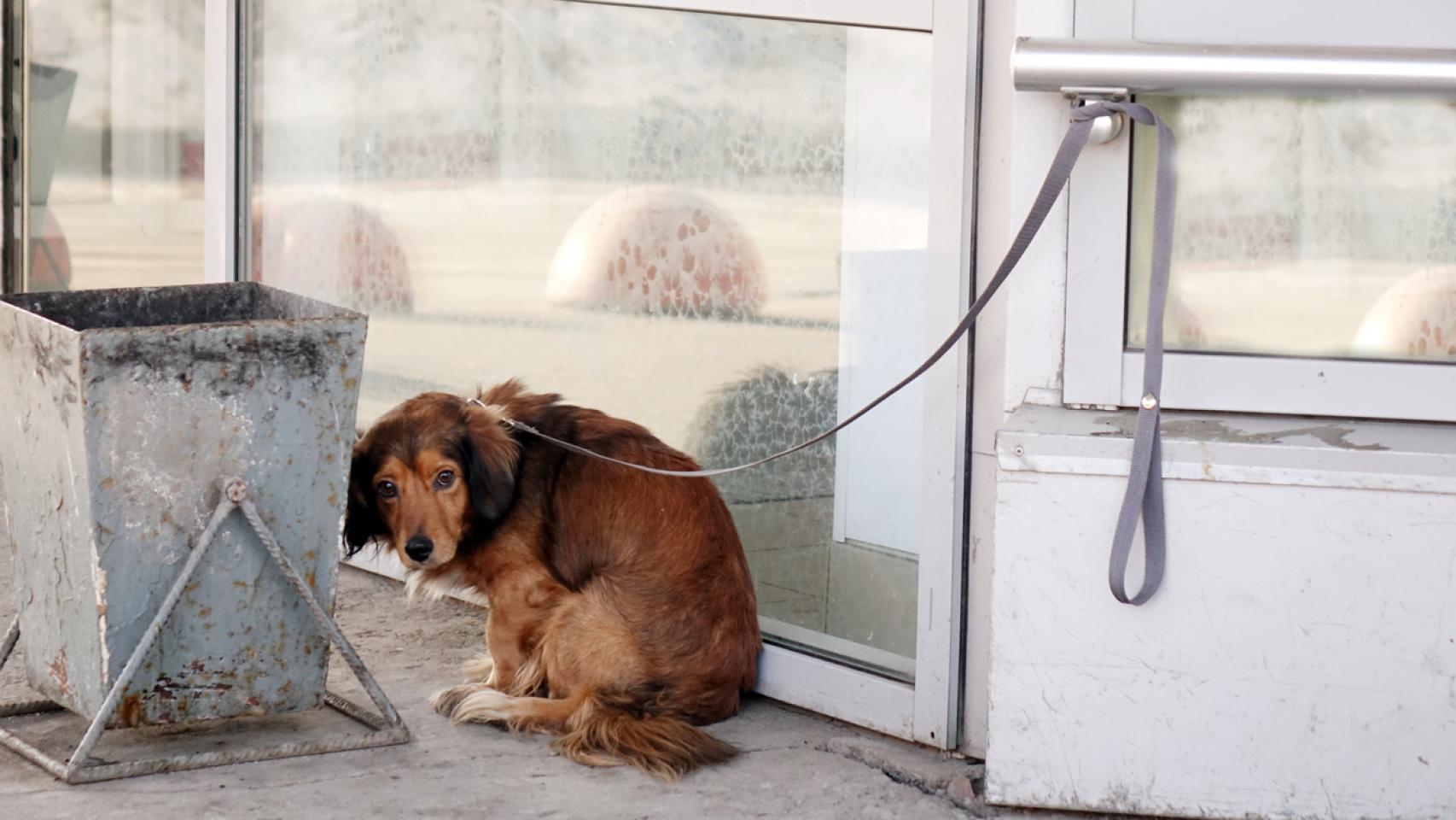Un perro atado.