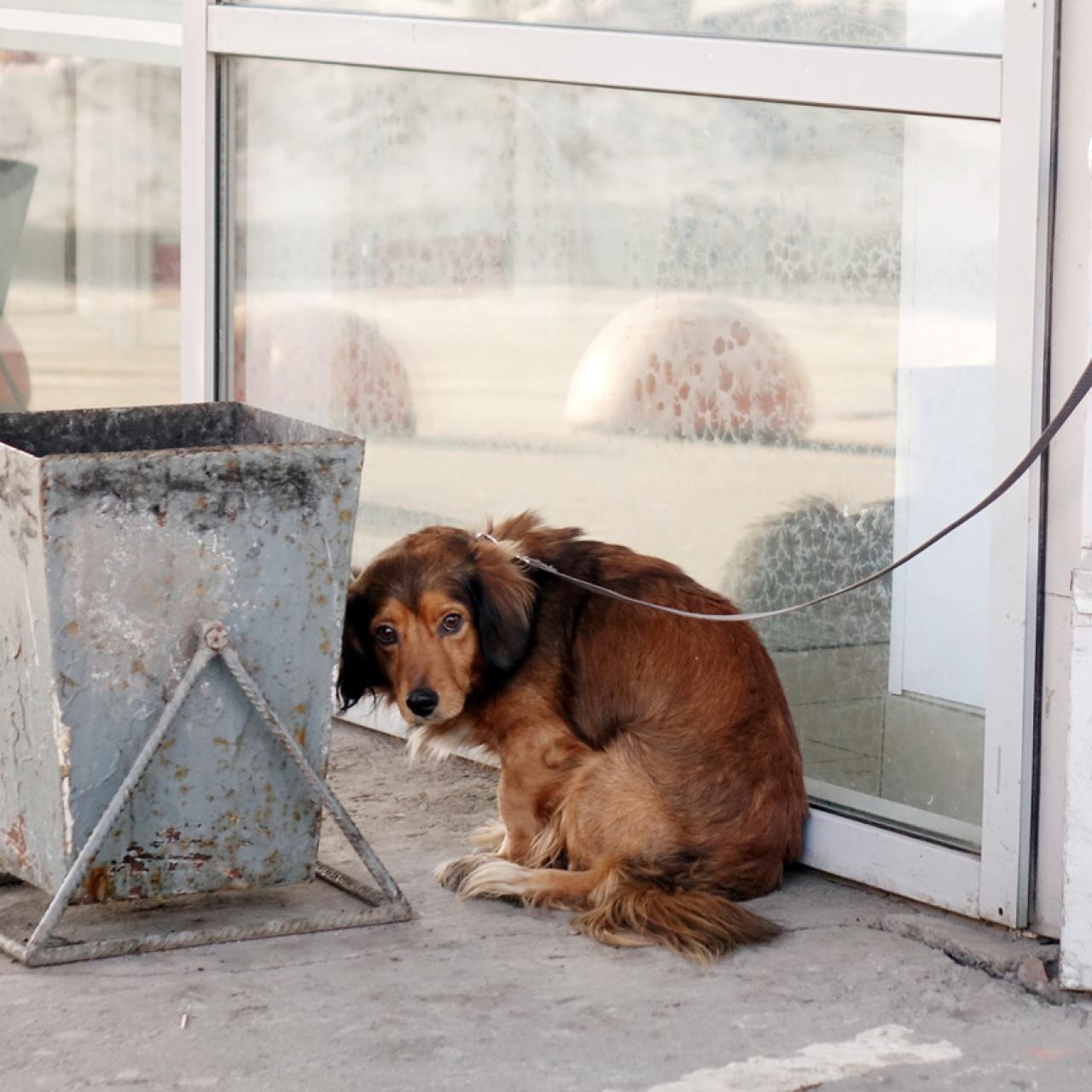 Un perro atado.
