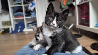 Gato Tuxedo y Alvaro Mazariegos