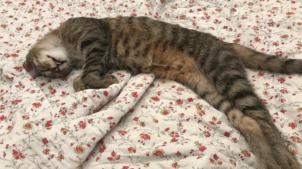 Un gato dormido.