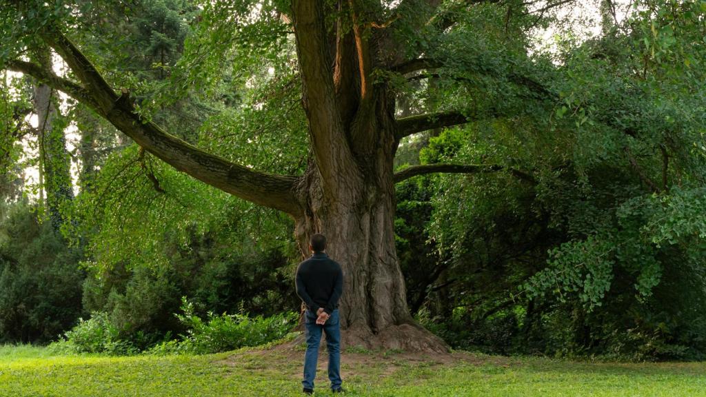 Tony Leung y el gyngko milenario, en 'El amigo imaginario'