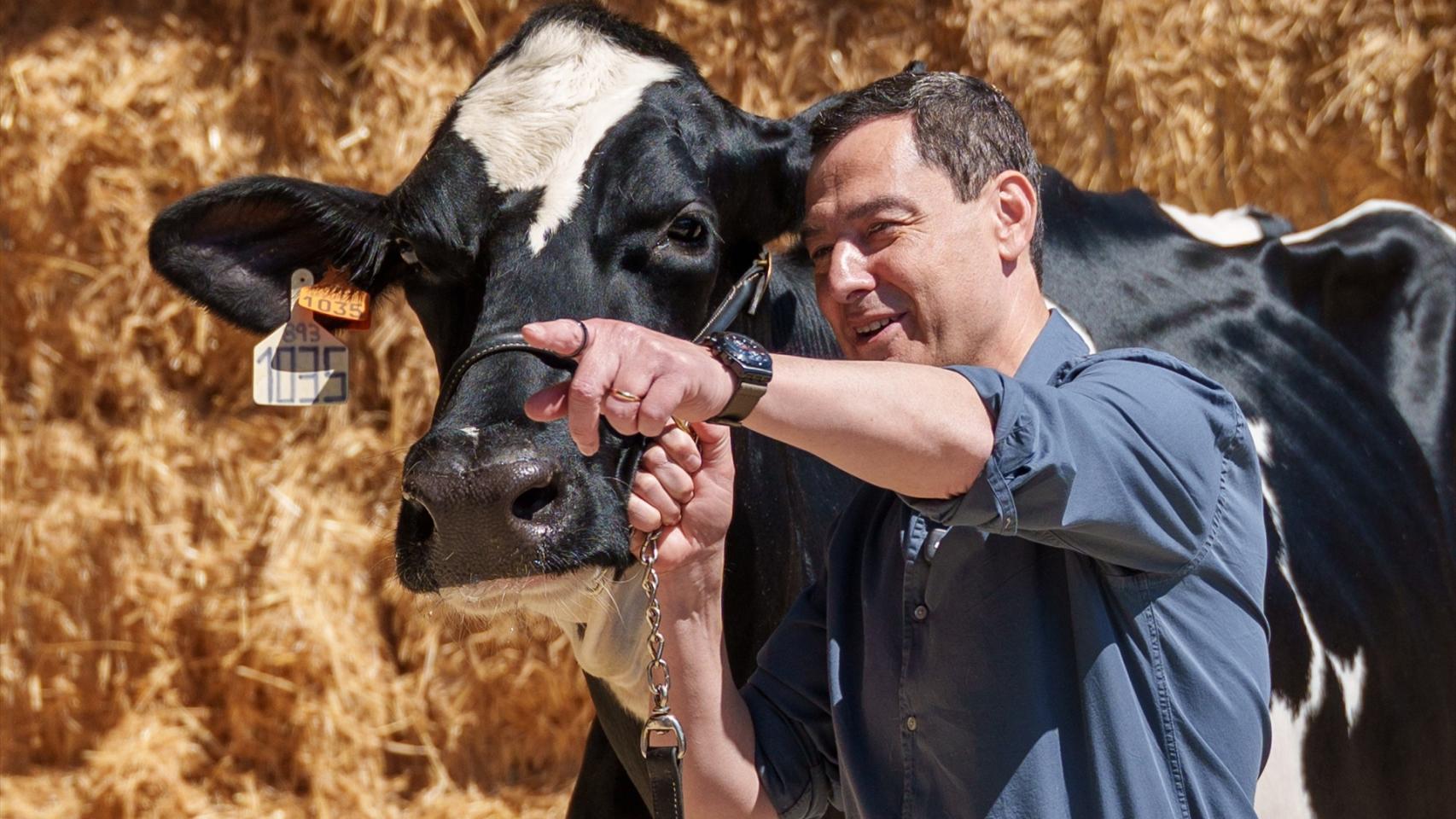 El presidente de la Junta de Andalucía, Juanma Moreno, con la vaca 'Blanca'.