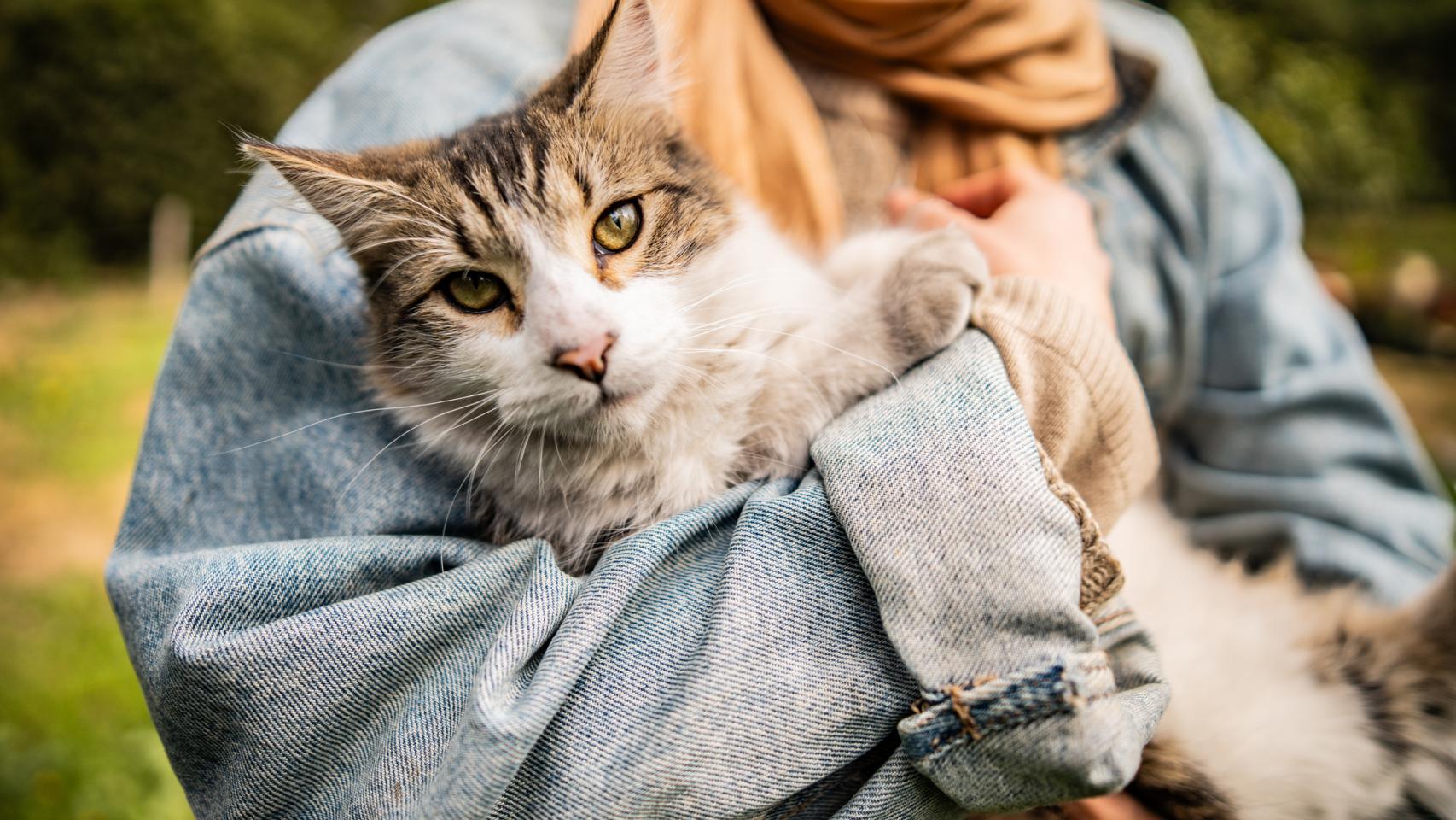 Un gato sujetado por una mujer. 