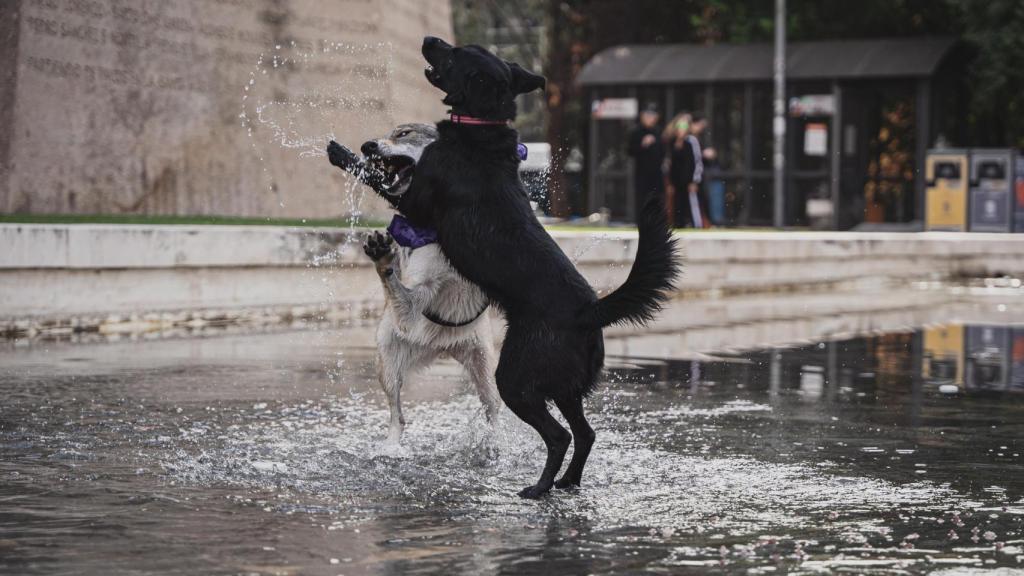 Un perro jugando en el agua.