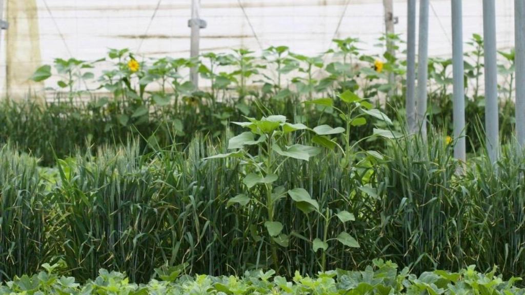 La agricultora almeriense Esther Molina lleva años aplicando el control biológico de plagas en su explotación ecológica.