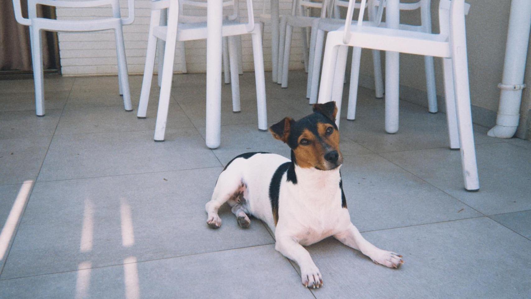 Un perro.