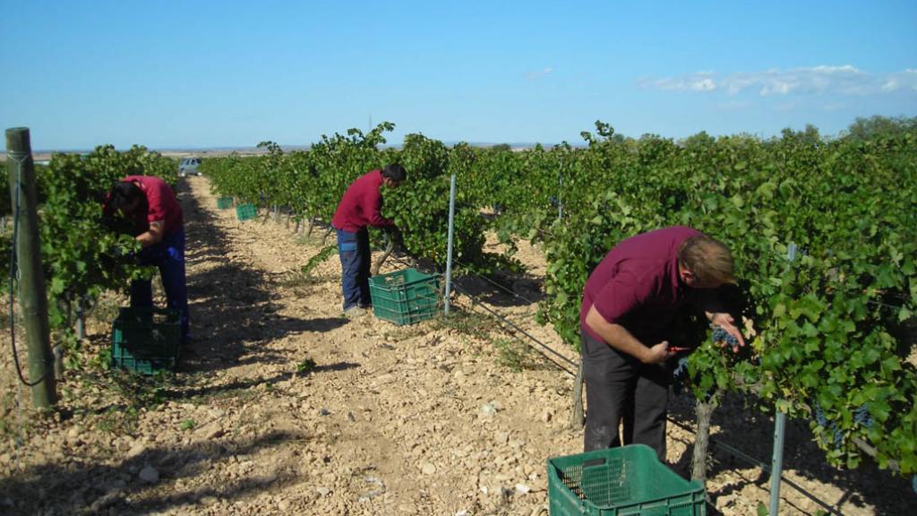 Proceso de vendimia en la bodega.