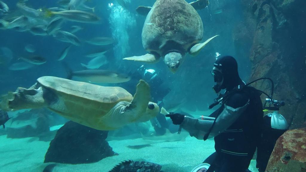 Alimentación en el Gran Oceanario en Bioparc Acuario de Gijón.
