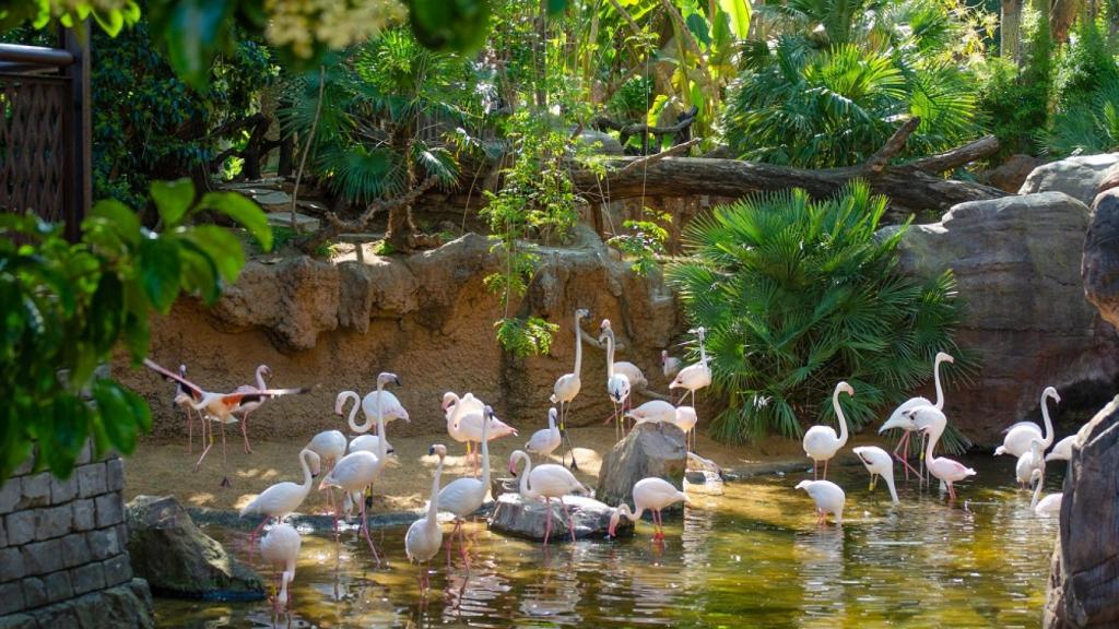 Flamencos de África ecuatorial en Bioparc Fuengirola.