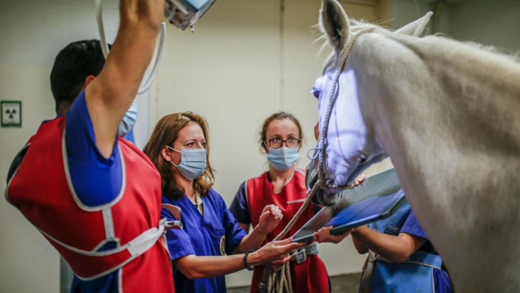 Prácticas de alumnos en el hospital veterinario de UAX.