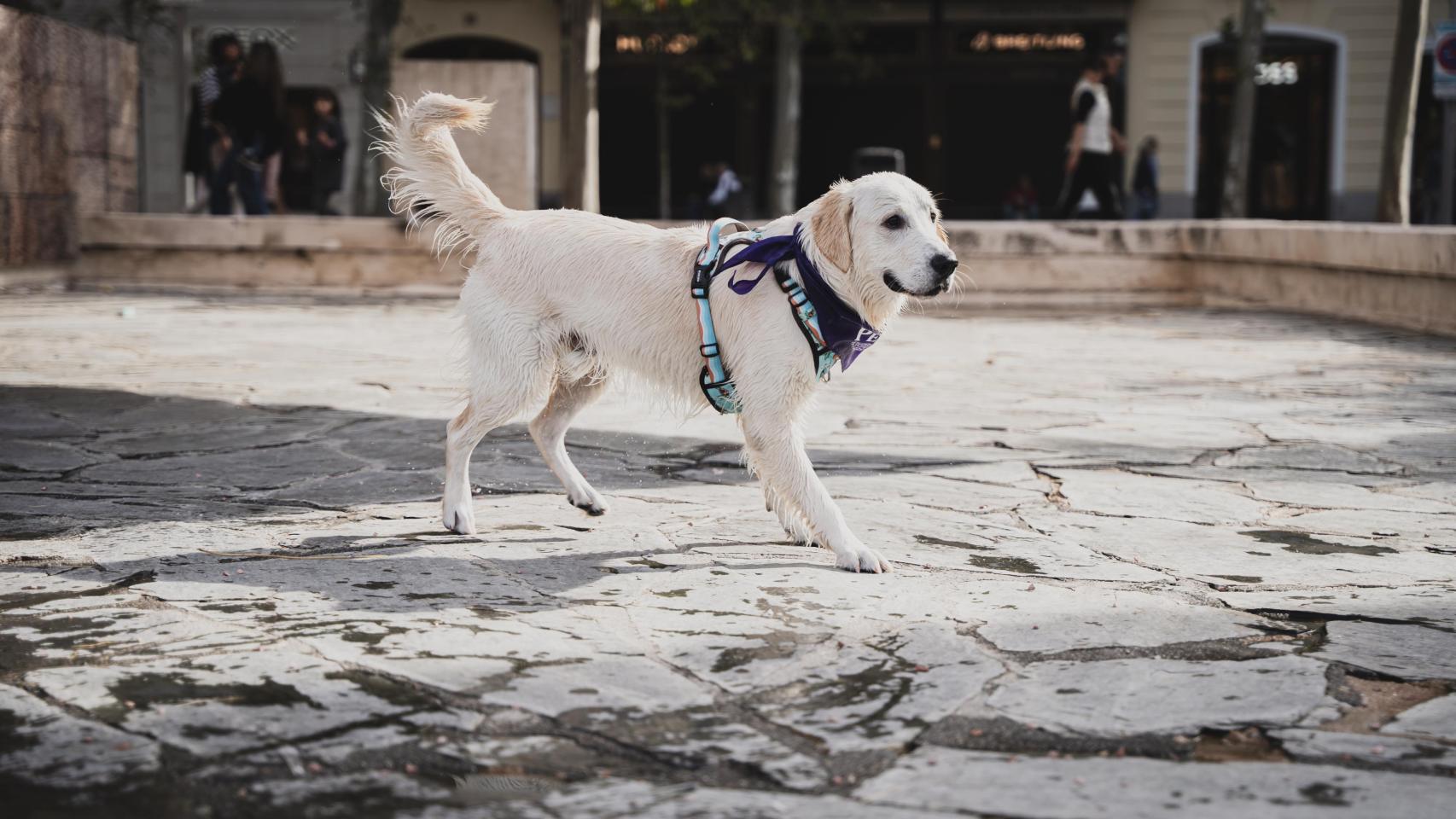 Un perro. 