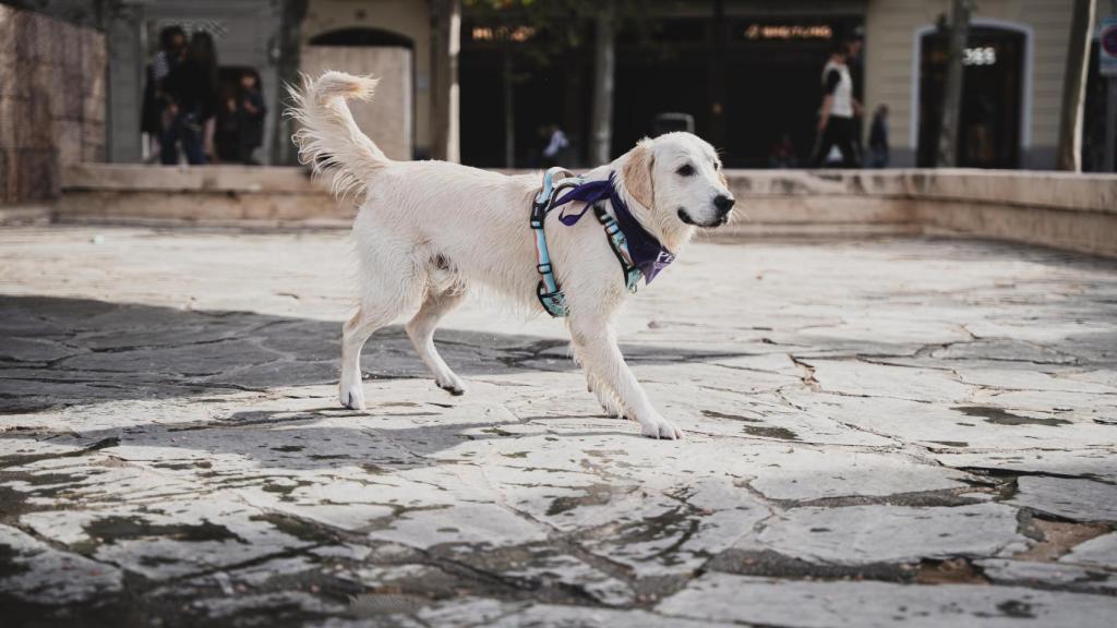 Un perro. 
