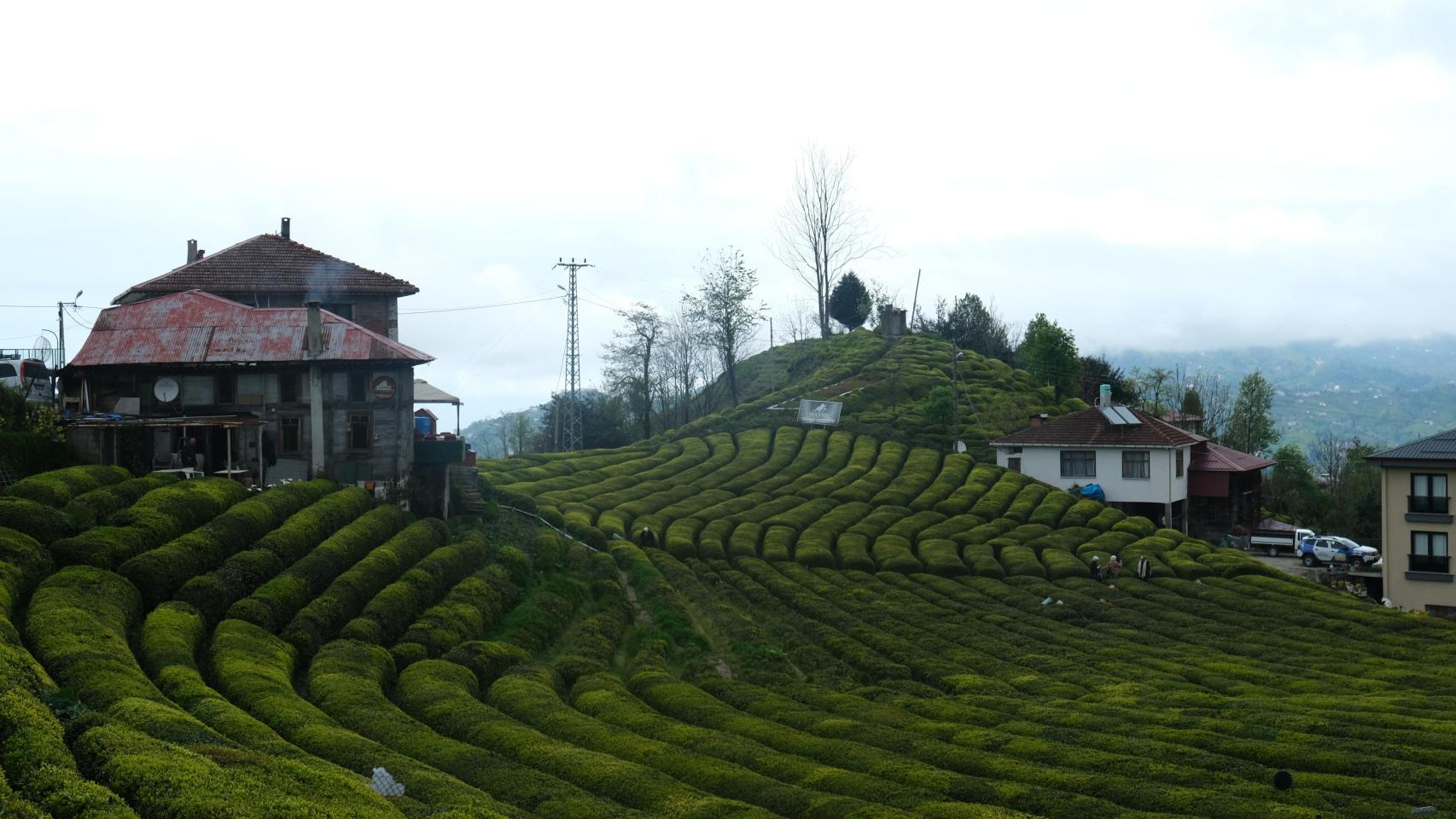 Los campos de té de Rize. 