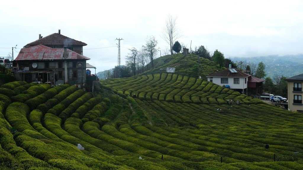 Los campos de té de Rize. 