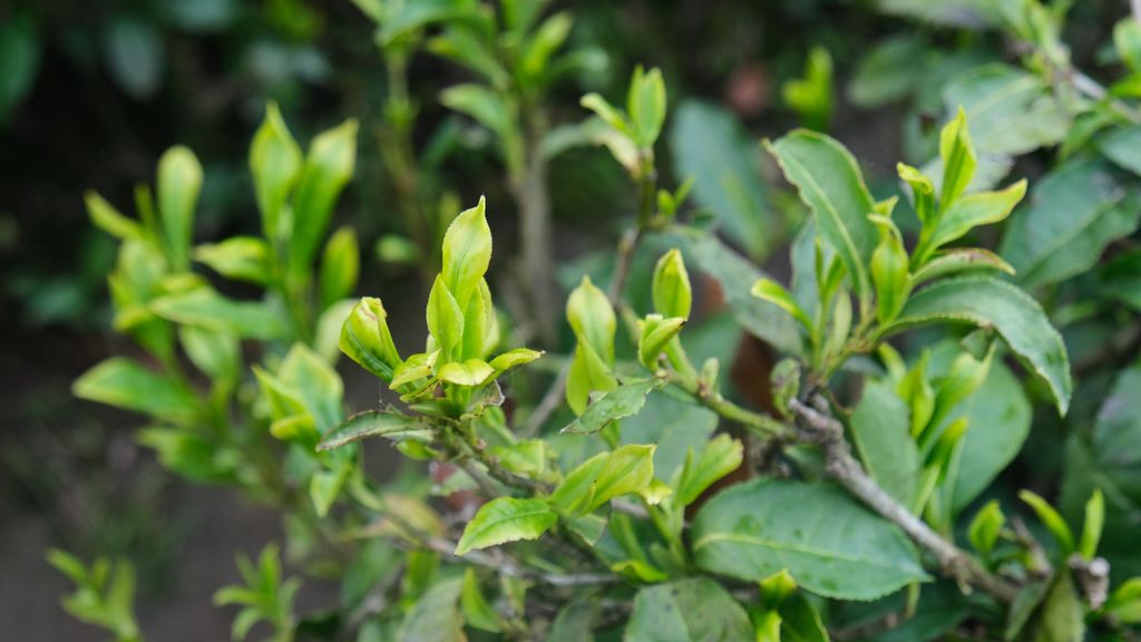 Una planta de té en Rize.