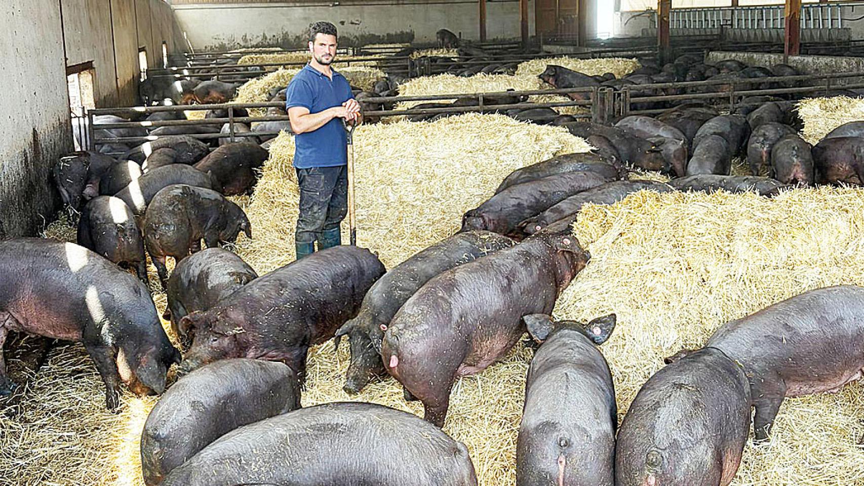 Imagen de Fernando con sus cerdos. 