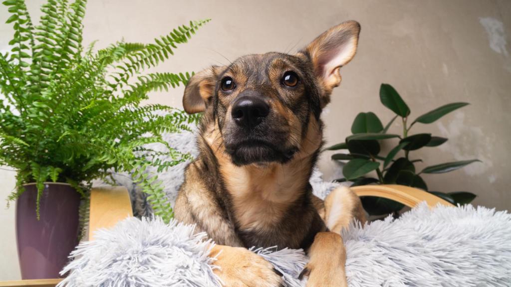 Un perro, en una imagen de Shutterstock.