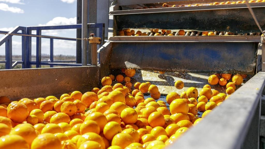 Naranjas. CGC