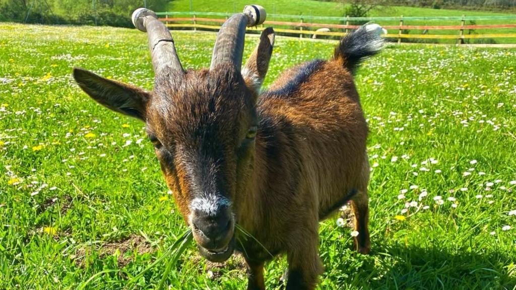 Unha das cabras de Acougo.
