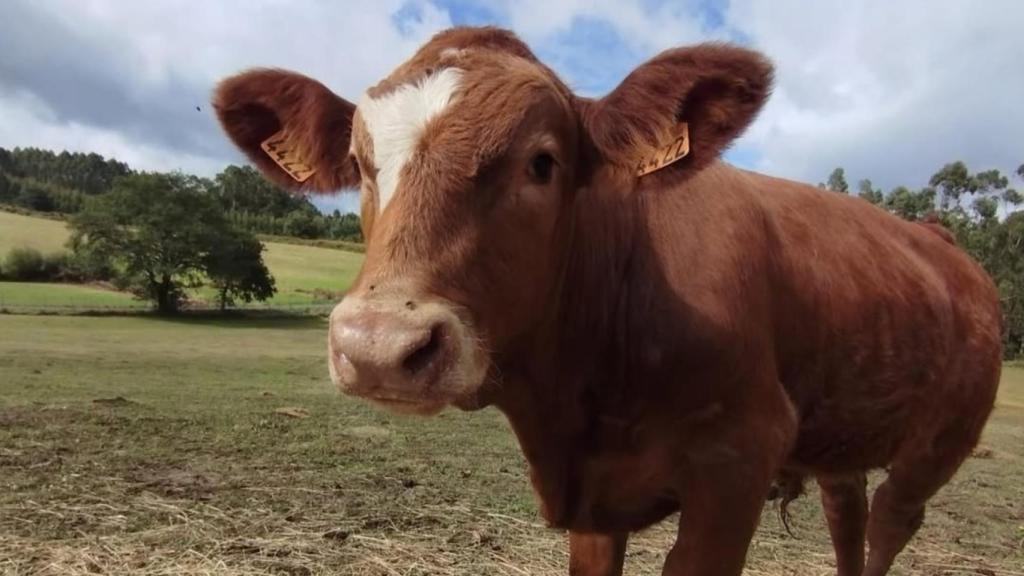 Unha das vacas de Acougo.