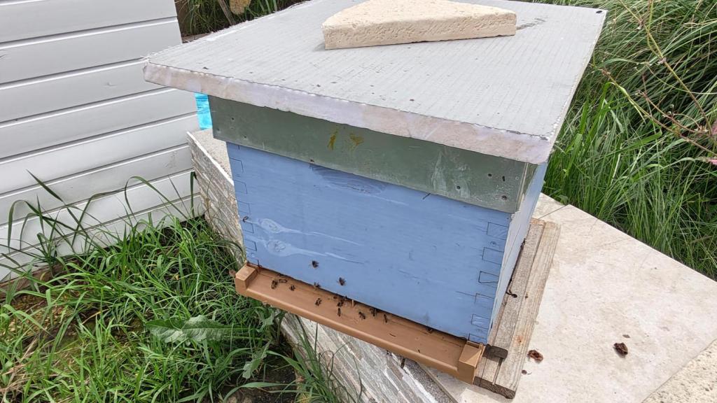 Safe To Bee