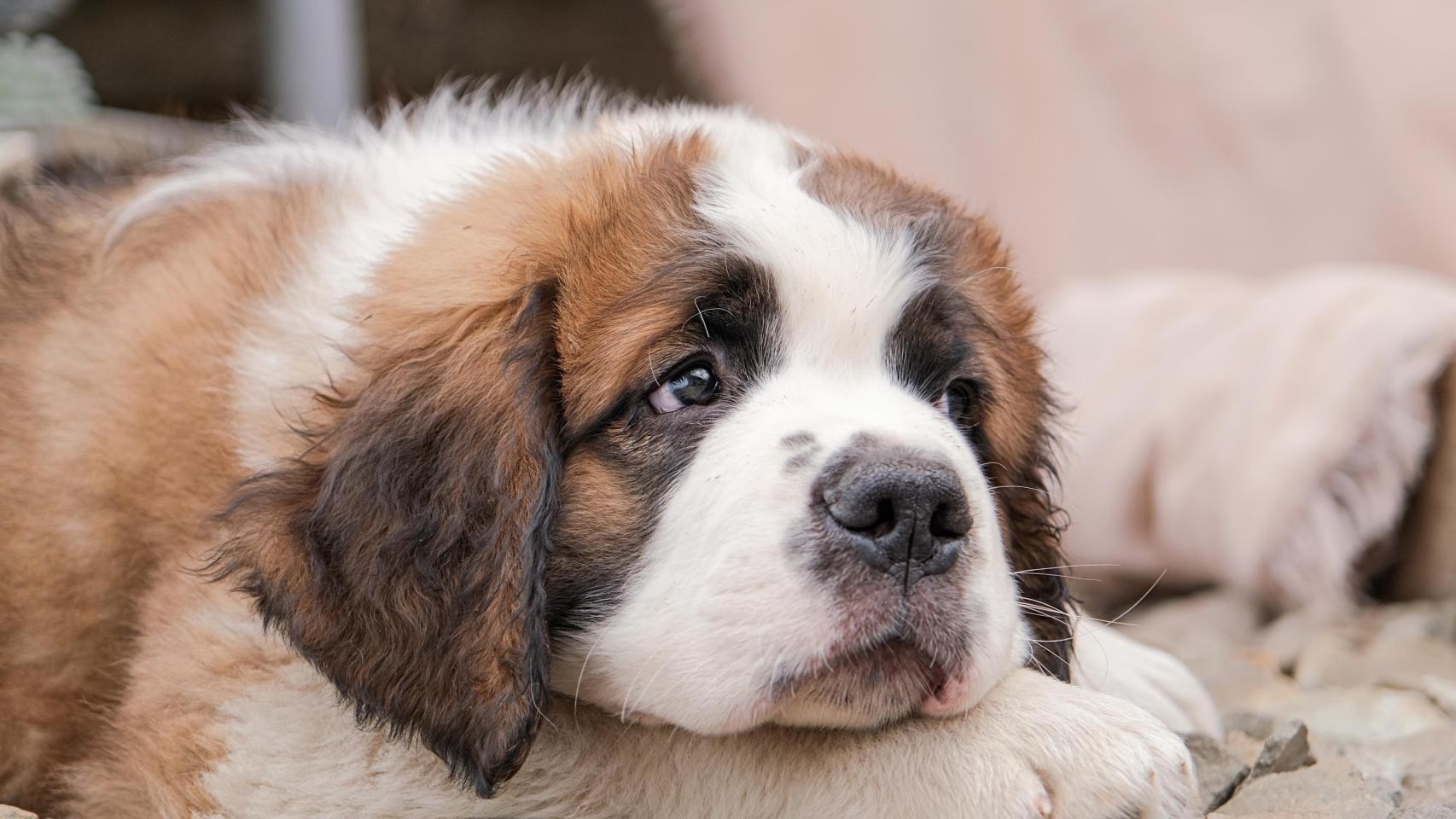 Un perro de la raza San Bernardo, en una imagen de Shutterstock.