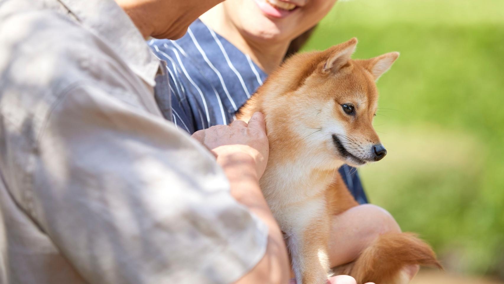 Una pareja sosteniendo un cachorro de Shiba inu.