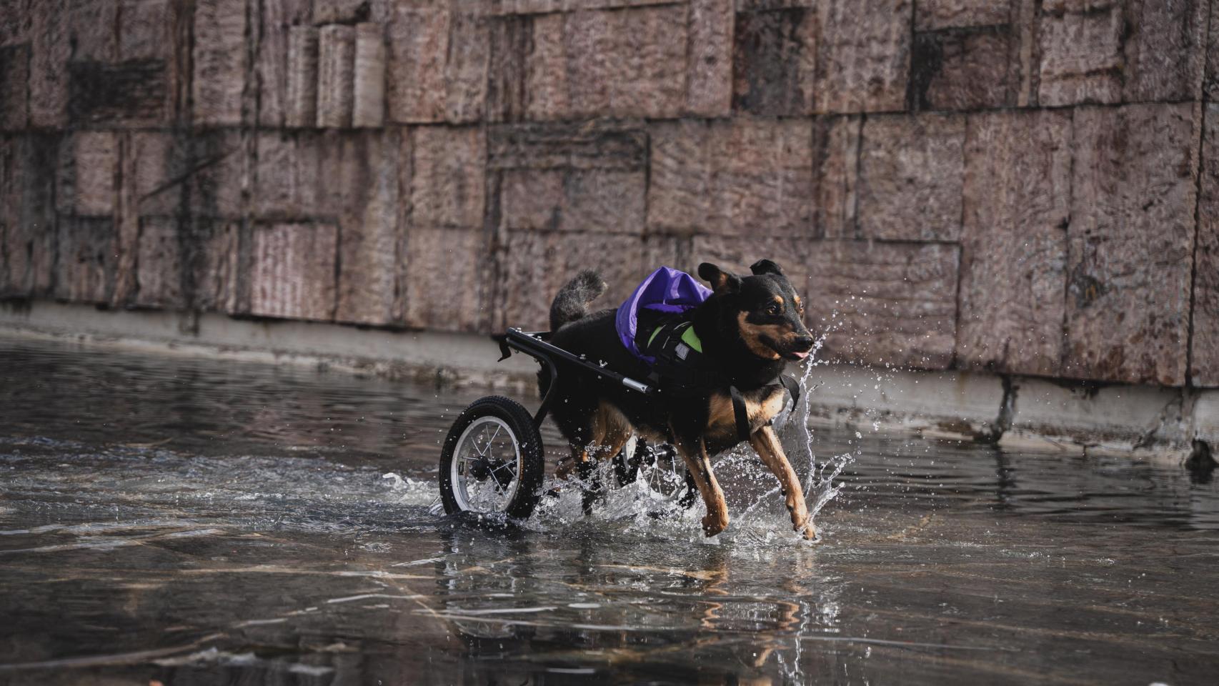 Un perro corriendo.