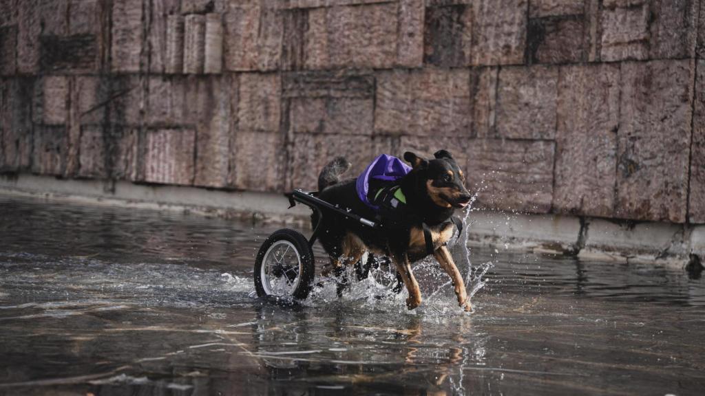 Un perro corriendo.