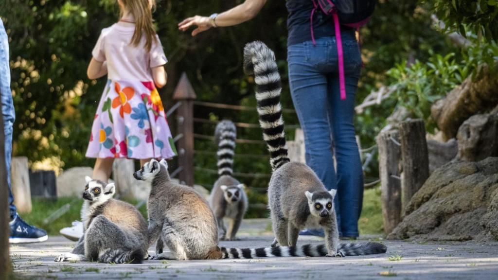 En los BIOPARC de Valencia y Fuengirola se puede caminar entre lemures.