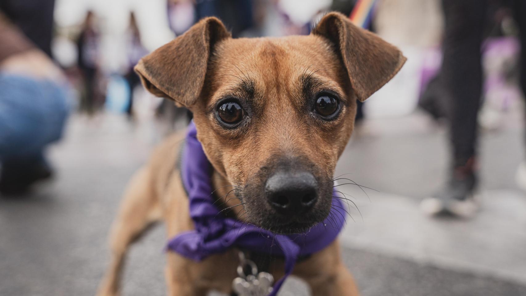 Un perro pequeño.