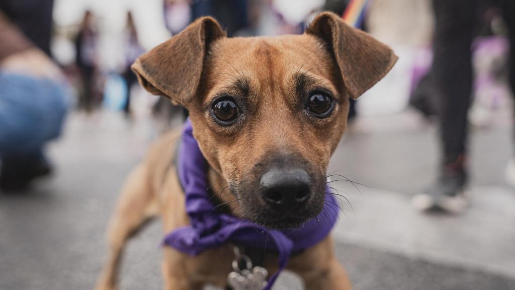 Un perro pequeño.