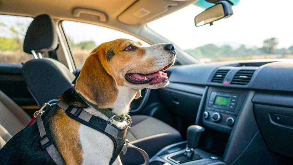 La climatización del coche ya es obligatoria para proteger a los perros y gatos.