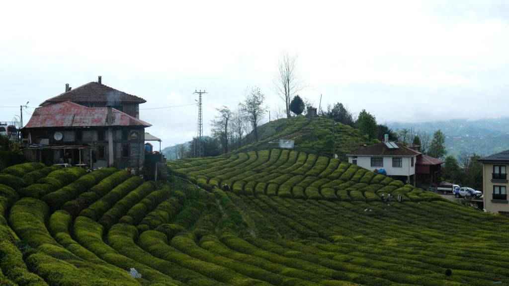 Los campos de té de Rize.